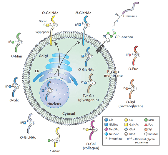 Glycosylation in post translational modification