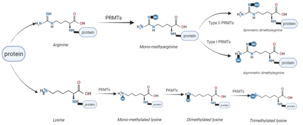 Methylation