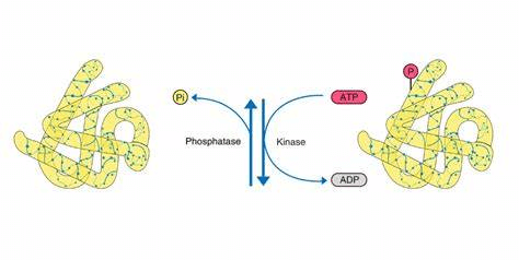 Phosphorylation in post translational modification
