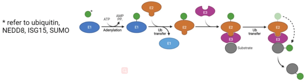 Ubiquitination in post translational modification