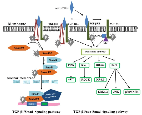 TGF beta signaling