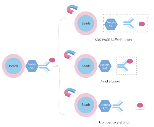 Antigen Elution