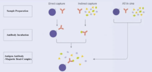 immunoprecipitation