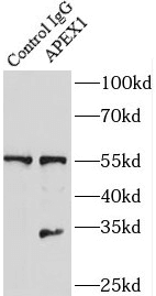 isotype control antibody_fc2