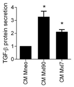 tumor microenvironment