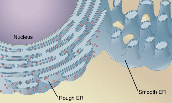 Endoplasmic Reticulum