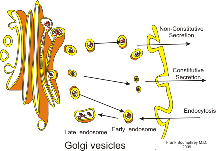 Golgi bodies
