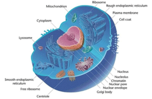 Organelles