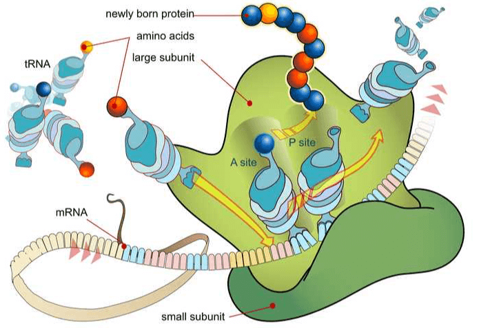 Ribosome Protein Synthesis