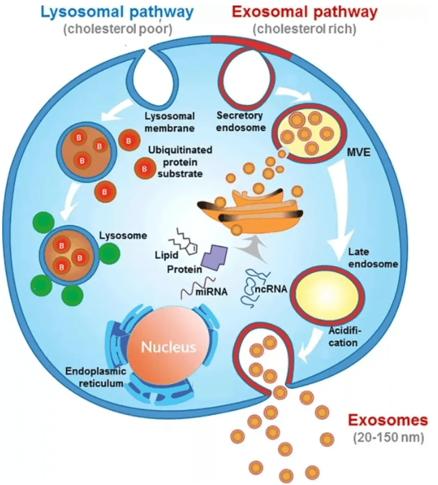 exosome characterization_1