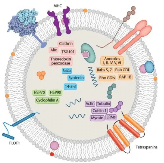 exosome characterization_2