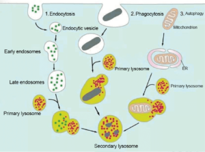 organelle marker antibodies