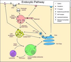 Endosome