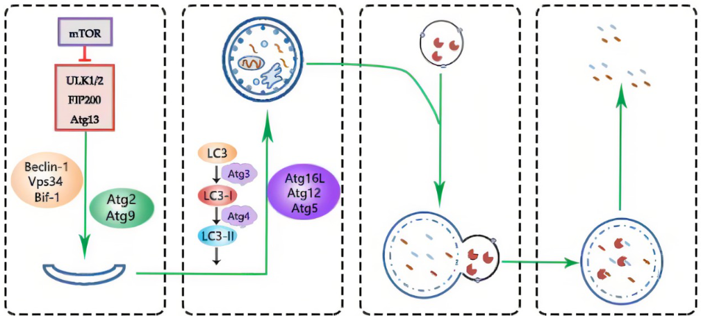 Autophgosome