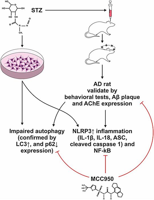 Alzheimer's disease