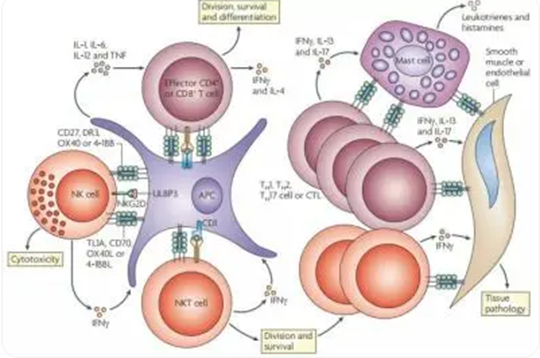 Immune Function