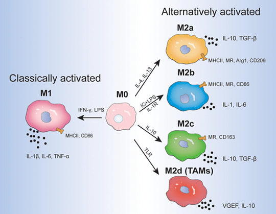 macrophage