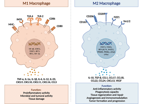 macrophage