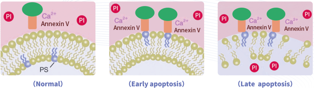 apoptosis