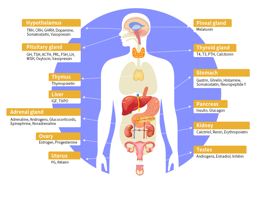 Common Hormones in Human Body