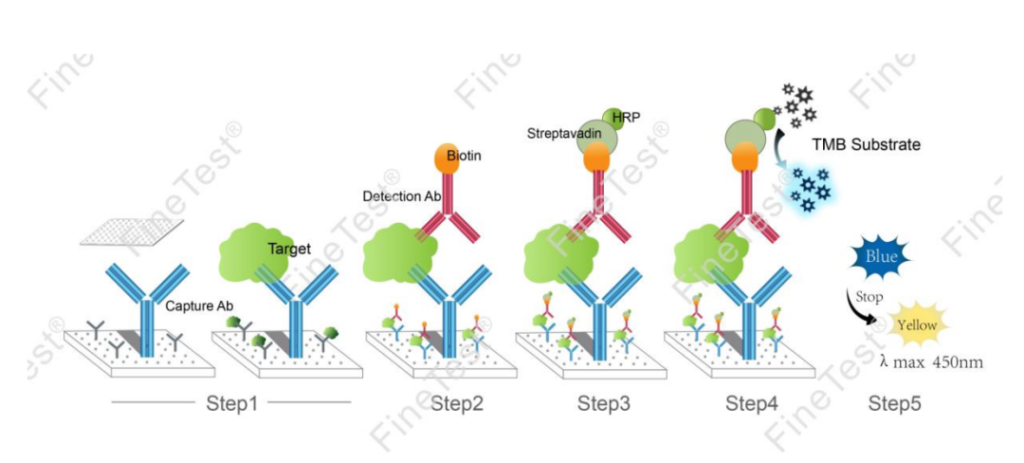 cytokine detection