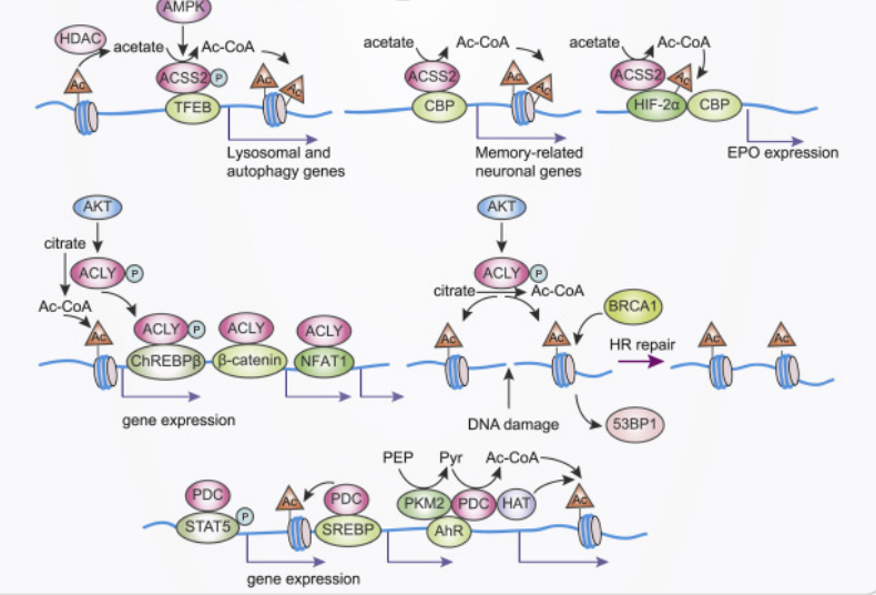 protein kinase