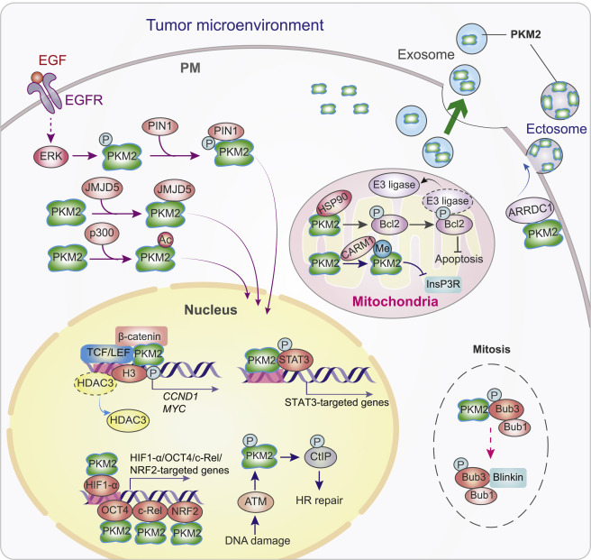 Cell Cycle Regulation