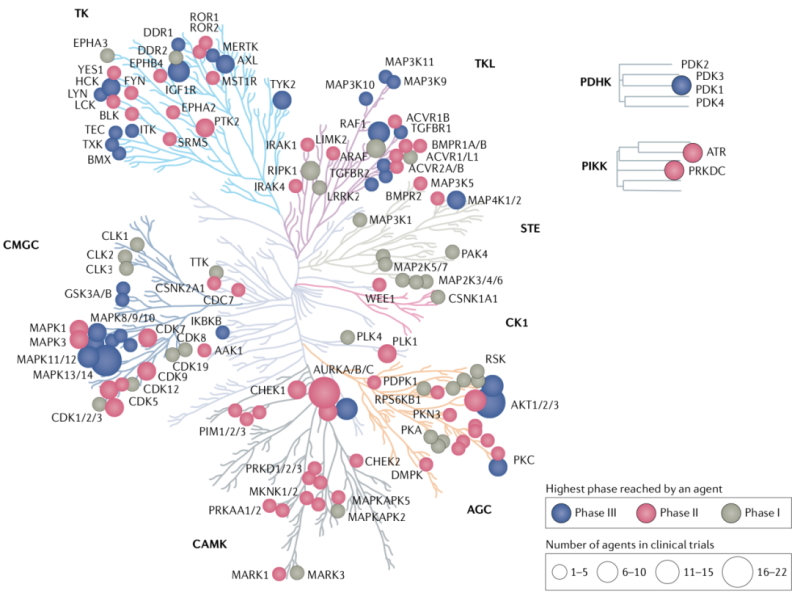 Kinase Drug