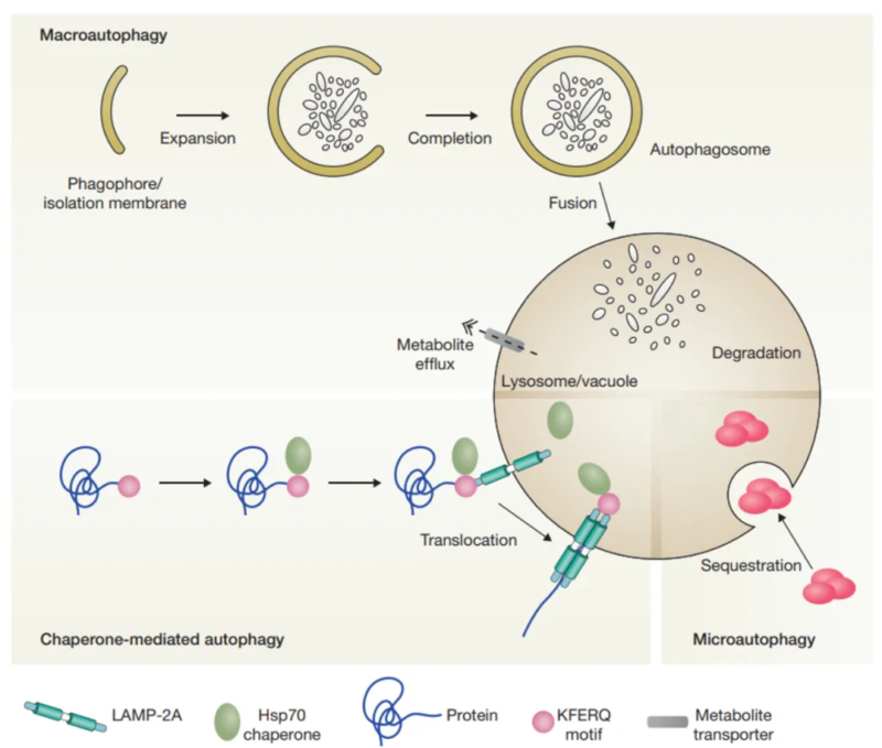 autophagy process