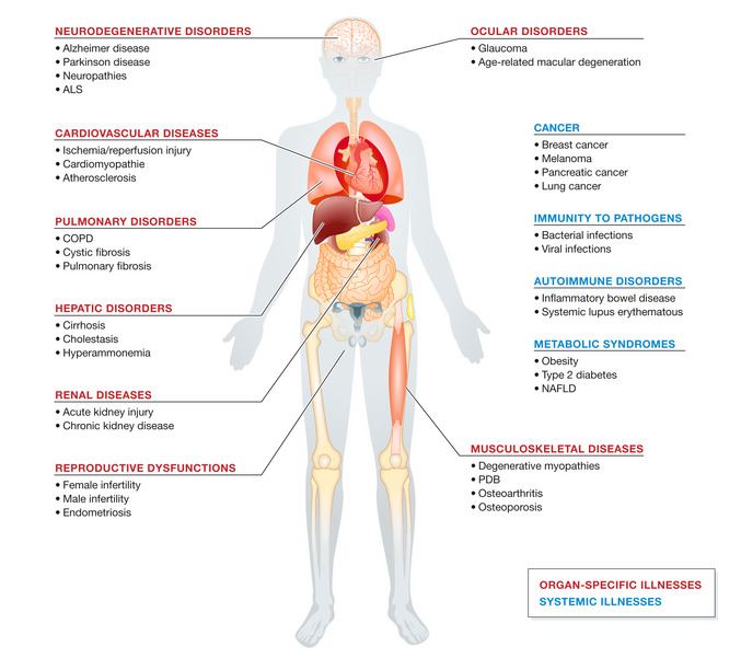 Autophagy and Disease