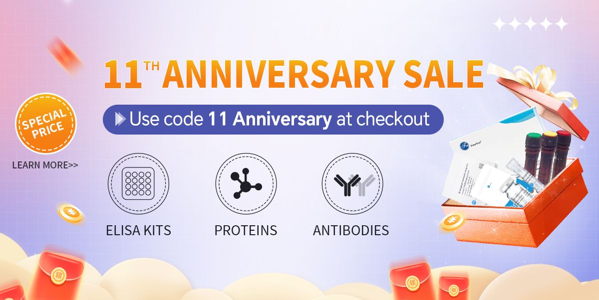 11th-anniversary-sale