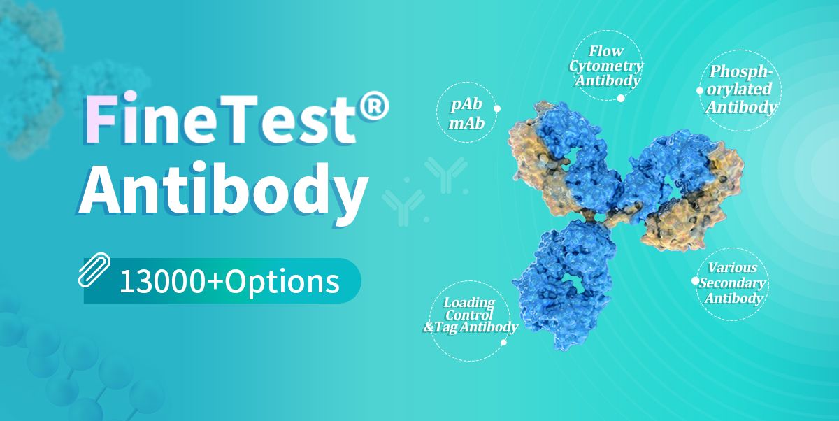 Antibody with High Specificity