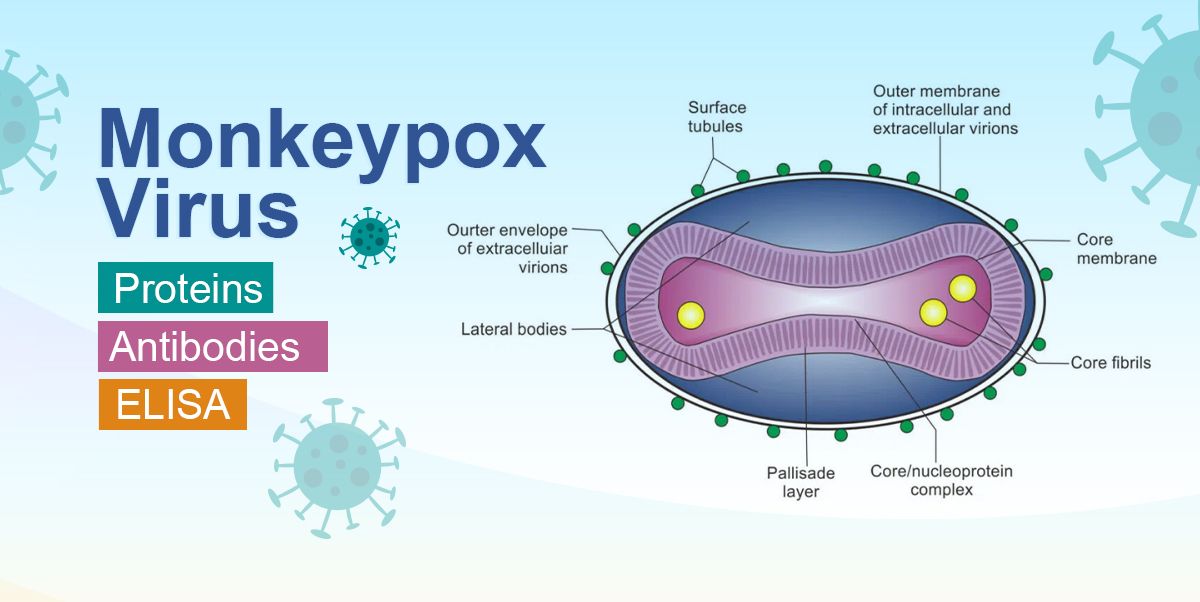 Monkeypox Virus Products