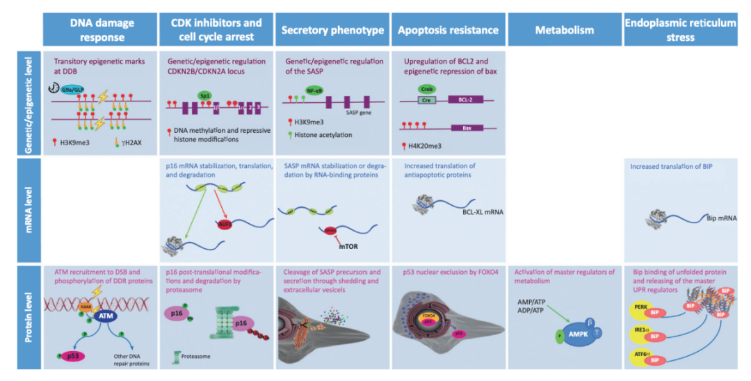 Cell Senescence and Aging - FineTest ELISA Kit | FineTest Antibody ...