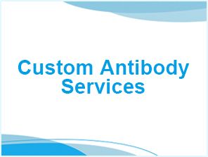 Custom-Antibody