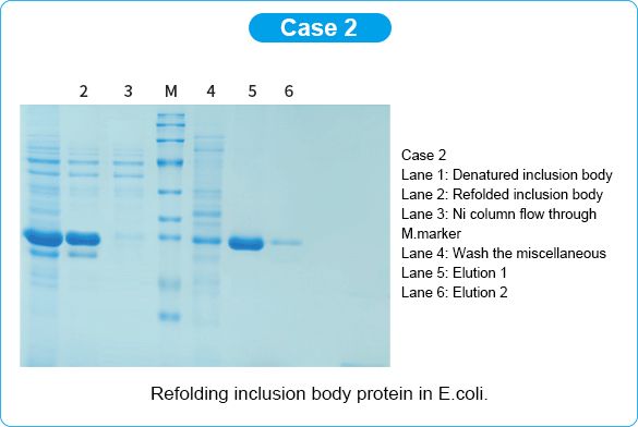 Prokaryotic protein case 2