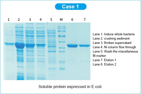 Prokaryotic protein case 1