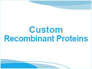 Custom-Protein