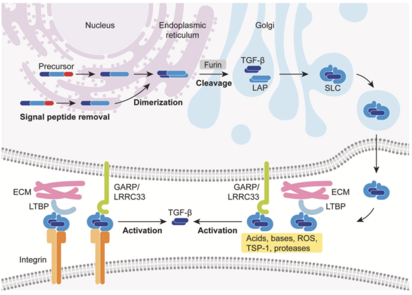 TGF Beta Structure