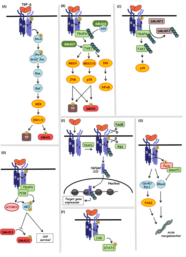 TGF Beta Signaling Pathway