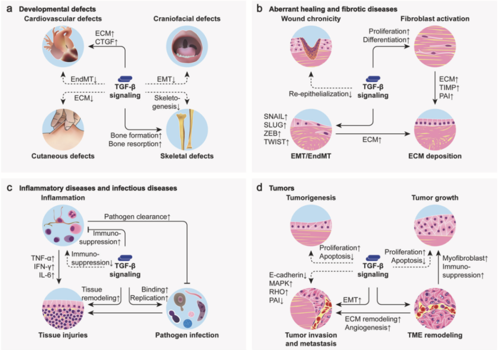 TGF Beta Related Diseases