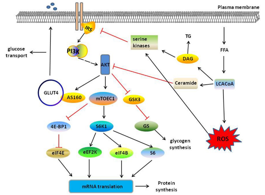 Insulin Resistance Disease