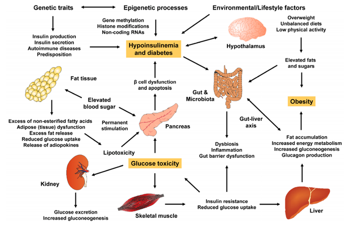 Insulin Resistance Process