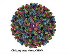 CHIKV