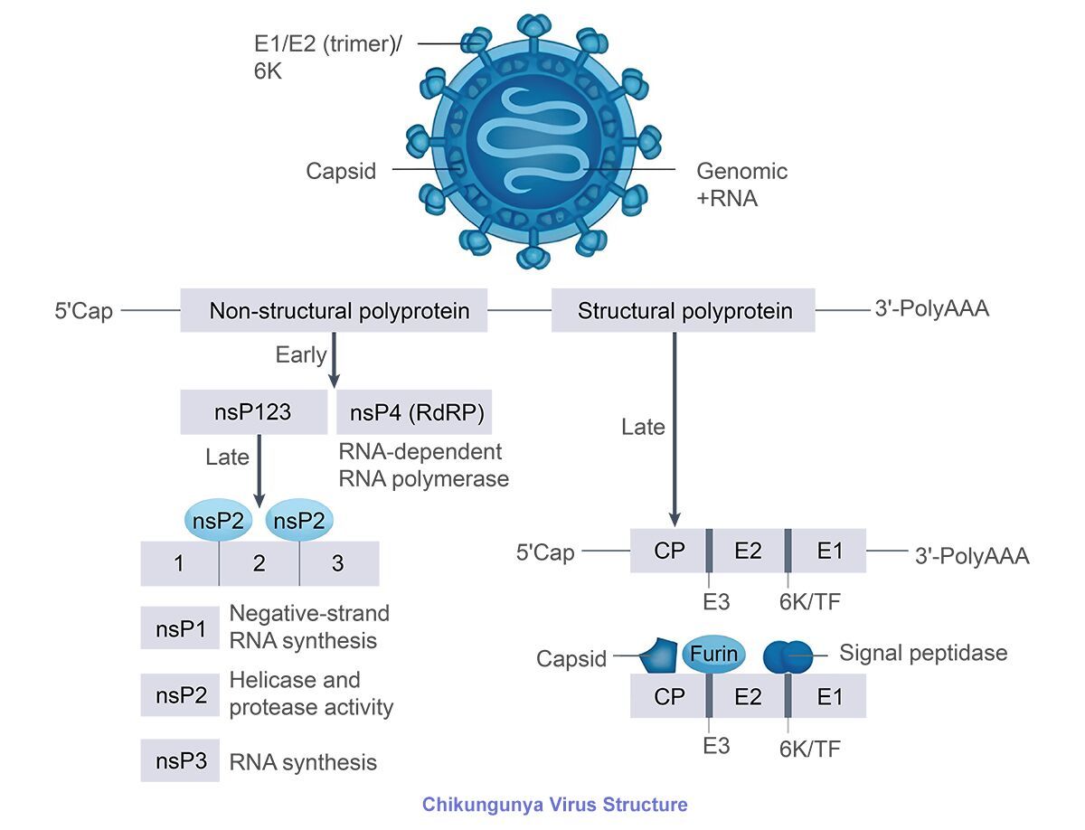 CHIKV Virus Structure_1