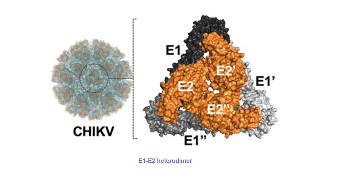 CHIKV Virus Structure_2