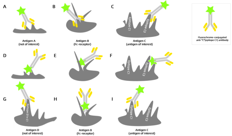 non-specific antibody binding