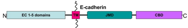 E-Cadherin Structure