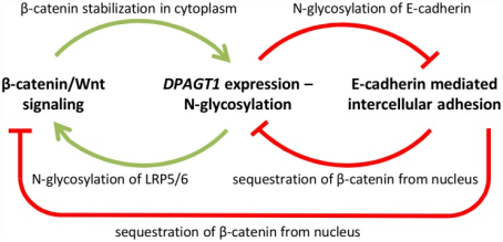 E-Cadherin and Wnt pathway