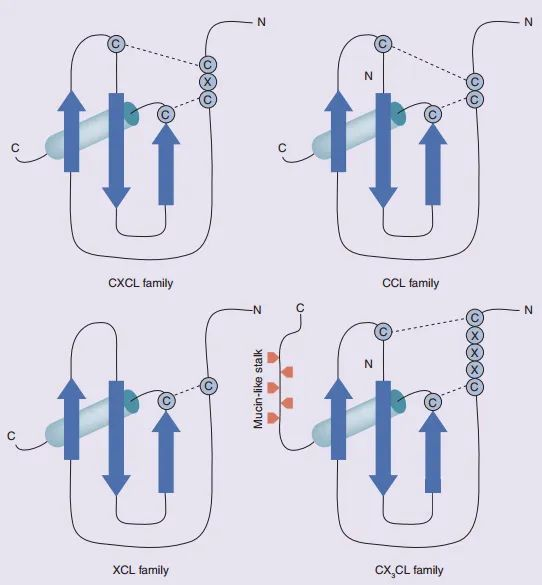 Types of Chemokines